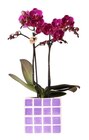 Orchidée en promo chez Carrefour Boulogne-Billancourt à 12,99 €