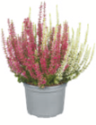 toom Baumarkt Zülpich - Knospenheide Angebot im Prospekt Knospenheide bei toom Baumarkt im Zülpich Prospekt für 1,99 €