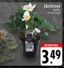 Christrose im Angebot bei EDEKA in Bünde Christrose Angebote bei EDEKA Bünde für 3,49 €