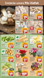 Ähnliche Angebote wie Hortensie im Prospekt "Dein Markt" auf Seite 9 von REWE in Göppingen