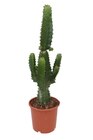 Euphorbe / Aloe verra - Carrefour à Drancy Euphorbe / Aloe verra en promo chez Carrefour Drancy à 9,99 €