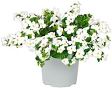 Aktuelles Schneeflockenblume Angebot bei Penny in Hamburg ab 1,99 €