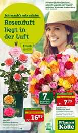 Pflanzen Kölle Prospekt für Nürnberg mit 16 Seiten Pflanzen Kölle Prospekt für Nürnberg: "Rosenduft liegt in der Luft!", 16 Seiten, 30.05.2023 - 04.06.2023