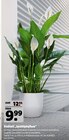 Einblatt 'Spathiphyllum' im aktuellen Hagebaumarkt Prospekt für 9,99 €