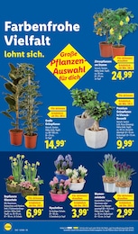 Lidl Zimmerpflanzen im Prospekt 