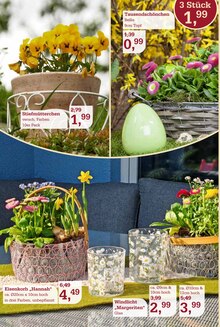 Stiefmütterchen im Garten-Center Nordharz GmbH & Co. KG Prospekt "Frühling pflanzen. Ostern genießen." mit 16 Seiten (Braunschweig)