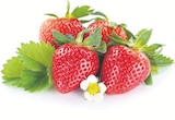Erdbeeren bei EDEKA im Norderstedt Prospekt für 3,99 €