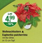 Weihnachtsstern Euphorbia pulcherrima von  im aktuellen V-Markt Prospekt für 4,99 €