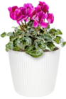 Cyclamen 'Alpenveilchen' im aktuellen Thomas Philipps Prospekt