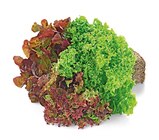 Aktuelles Wurzelsalat Angebot bei REWE in Düsseldorf ab 1,19 €