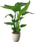 Gamm vert Liesle - Promo Strelitzia Promo Strelitzia à 14,99 € dans le catalogue Gamm vert à Liesle