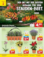 Pflanzen im Netto Marken-Discount Prospekt in Brandenburg Aktueller Netto Marken-Discount Prospekt mit Pflanzen, "Aktuelle Angebote", Seite 21