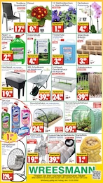 Wreesmann Orchidee im Prospekt 