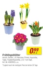 toom Baumarkt Eckolstädt - Frühlingsblüher Angebot im Prospekt Frühlingsblüher bei toom Baumarkt im Eckolstädt Prospekt für 0,99 €