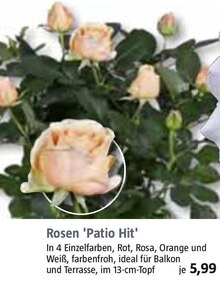 Rosen 'Patio Hit' bei BAUHAUS in Augsburg Rosen 'Patio Hit' im Angebot bei BAUHAUS Augsburg für 5,99 €