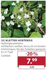 Kletter-Hortensie Angebote bei Dehner Garten-Center Fürth für 7,99 €