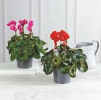 CYCLAMEN - U en promo chez U Express CYCLAMEN - U dans le catalogue U Express