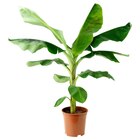 Pflanze Bananenpflanze im IKEA Prospekt Pflanze Bananenpflanze von MUSA ORIENTAL im aktuellen IKEA Prospekt für 14,99 €