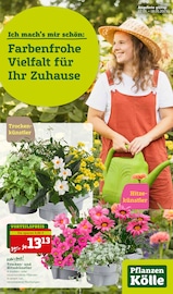 Aktueller Pflanzen Kölle Garten & Pflanzen Prospekt in Putzbrunn und Umgebung, "Ich mach´s mir schön" mit 14 Seiten, 12.05.2025 - 18.05.2025