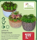 ALDI Nord Nindorf - Sempervivum Angebot im Prospekt Sempervivum bei ALDI Nord im Nindorf Prospekt für 1,99 €