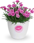 STAUDEN-NELKE "PINK KISSES" im Angebot bei OBI in Kerpen STAUDEN-NELKE "PINK KISSES" Angebote bei OBI Kerpen für 2,49 €