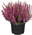 HEIDE im Angebot bei Wreesmann in Cuxhaven HEIDE Angebote von Garden Girls bei Wreesmann Cuxhaven für 1,49 €