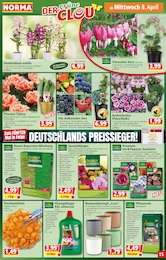 Heidelbeeren Angebot & Preis im aktuellen Norma Prospekt Heidelbeeren Angebot im aktuellen Norma Prospekt auf Seite 15
