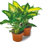 Dieffenbachia im aktuellen Netto mit dem Scottie Prospekt