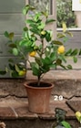 Zitronenbaum im Topf Angebote bei Höffner Worms für 39,90 €