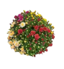 Chrysanthemenbusch für 5,99 € bei EDEKA im Angebot Chrysanthemenbusch im aktuellen EDEKA Prospekt