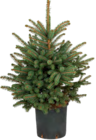 Aktuelles GETOPFTER WEIHNACHTSBAUM Höhe ca. 40–60 cm Angebot bei OBI in Ansbach ab 12,99 €