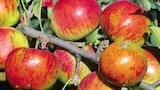 Bio-Apfelbäume im Angebot bei OBI in Detmold Bio-Apfelbäume Angebote von GROW by OBI bei OBI Detmold für 26,99 €