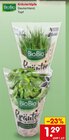 Kräutertöpfe im Angebot bei Netto Marken-Discount in Bonn Kräutertöpfe Angebote von BioBio bei Netto Marken-Discount Bonn für 1,29 €
