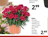 Nelke bei Hellweg im Berlin Prospekt für 2,49 €