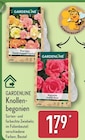 Begonien Pastel Doppel Mischung oder Begonien Gefüllt Rosa von GARDENLINE im aktuellen ALDI Nord Prospekt für 1,79 €