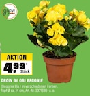 Begonie im OBI Prospekt Begonie von Grow by OBI im aktuellen OBI Prospekt fĂŒr 4,99 âŹ