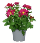 Aktuelle Chrysantheme Angebote bei toom Baumarkt in Dortmund Aktuelles Chrysanthemen Angebot bei toom Baumarkt in Dortmund ab 1,79 €