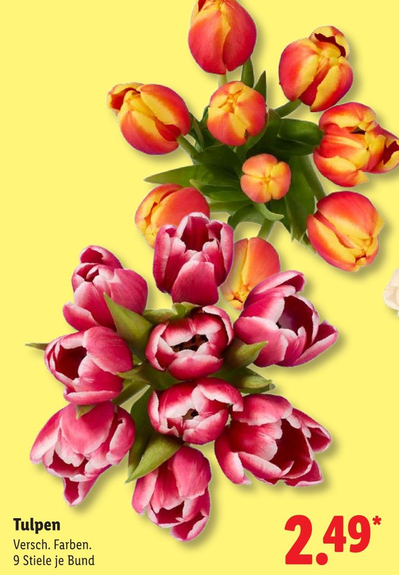 Tulpen