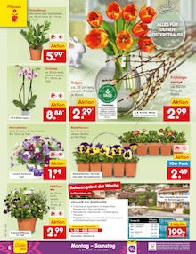 Tulpen im Netto Marken-Discount Prospekt "Aktuelle Angebote" mit 64 Seiten (München)