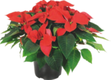Poinsettia - GARDENLINE à 4,99 € dans le catalogue Aldi