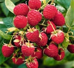 Bio Beerenobst-Pflanzen bei OBI im Hildesheim Prospekt für 6,99 €