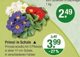 Primel in Schale von  im aktuellen V-Markt Prospekt für 3,99 €