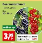 Beerenobstbusch bei Thomas Philipps im Erfurt Prospekt für 3,99 €