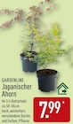 Japanischer Ahorn von GARDENLINE für 7,99 € bei ALDI Nord im Angebot Japanischer Ahorn von GARDENLINE im aktuellen ALDI Nord Prospekt