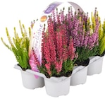 Penny - Besenheide Angebot im Prospekt Besenheide bei Penny im Prospekt "" für 6,99 €