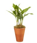 Carrefour Illzach - Promo Pot de muguet 3 griffes Promo Pot de muguet 3 griffes à 4,99 € dans le catalogue Carrefour à Illzach