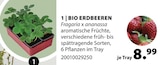 Aktuelles BIO ERDBEEREN Angebot bei Dehner Garten-Center in Kiel ab 8,99 €