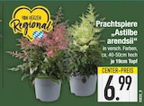 Aktuelle Pflanzen Angebote bei EDEKA in Ingolstadt Aktuelles Prachtspiere Angebot bei EDEKA in Ingolstadt ab 6,99 €