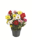 Chrysanthemen Fun-Colour  im aktuellen Lidl Prospekt für 2,99 €