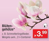 Blütengehölze im aktuellen Zimmermann Prospekt